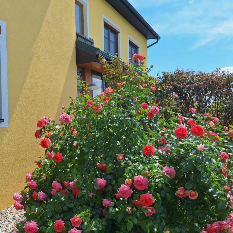 Summer Wine romantisches, fahrradfreundliches Weinbergidyll mit Traumausblick gleich neben Buschenschank! - Apartment mit 1 Schlafzimmer - 26