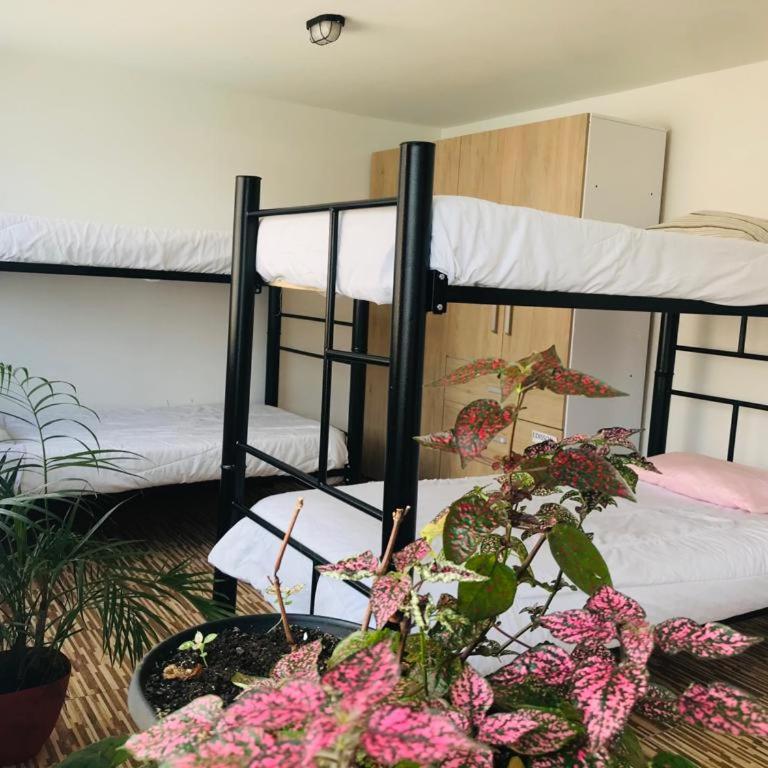 Habitaciones para estudiantes Universidad Javeriana - Cama Individual en habitación compartida femenina - 1