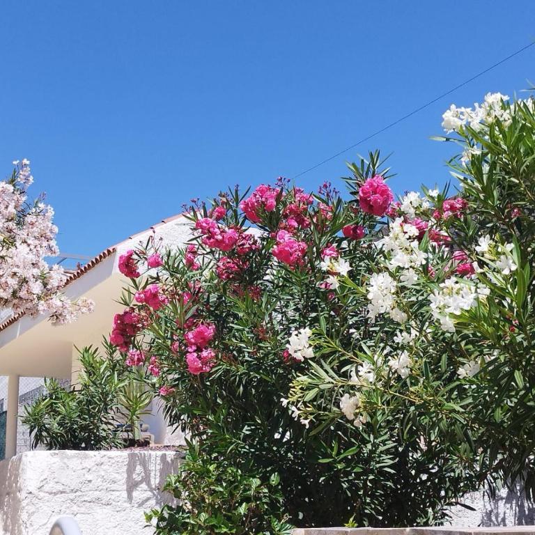 Sol del Sur Ocean View - Apartamento de 1 dormitorio - 53