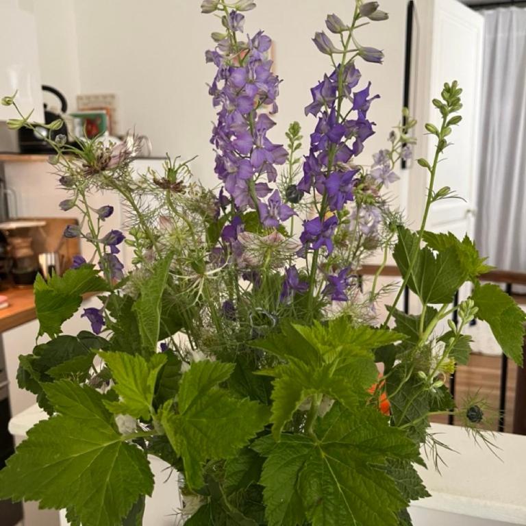 Comme une petite maison - Appartement 2 Chambres - 6