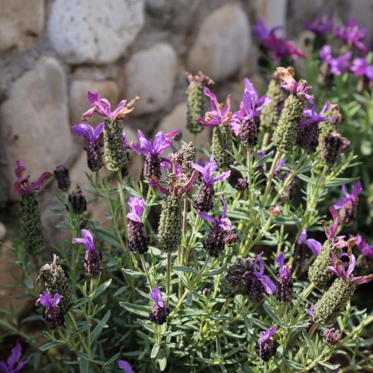 Radici Sicilian Holiday Home - C An Oasis of Relaxation in the Heart of Sicily - Casa Vacanze - 24