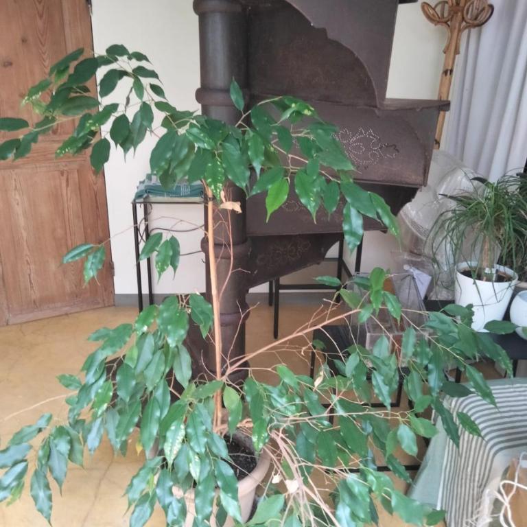 La verrière - Maison 1 Chambre - 39