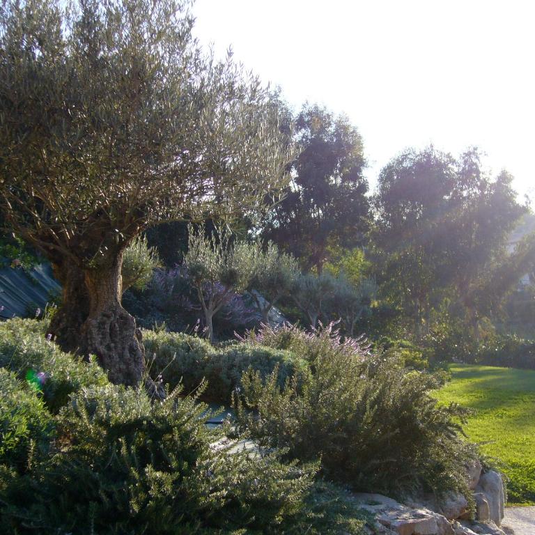 Le Paradou - Villa - 8