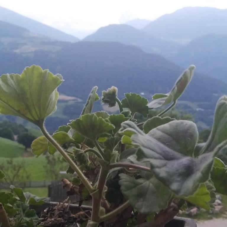 Mitterhofer Appartements - Appartamento con 2 Camere da Letto - 3