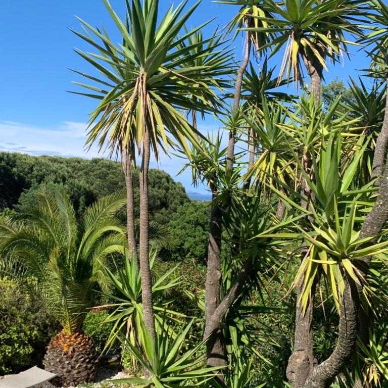Villa bellevue sainte maxime un écrin de verdure au cœur du sémaphore piscine XXL - Haus mit 3 Schlafzimmern - 9