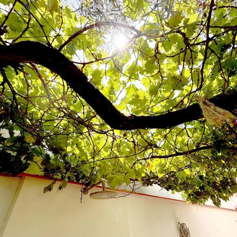 Peace and sun in the old town - Casa con 1 dormitorio - 19