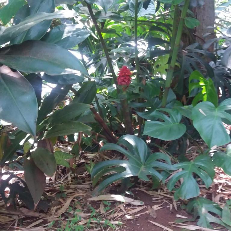 Cabañas Sueño Azul - Bungalow con vistas al jardín (5 adultos) - 10