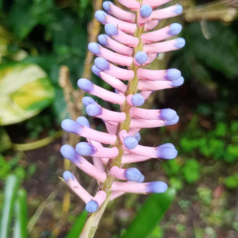 Kaliawiri Bird Lodge & reserve - Villa - 2