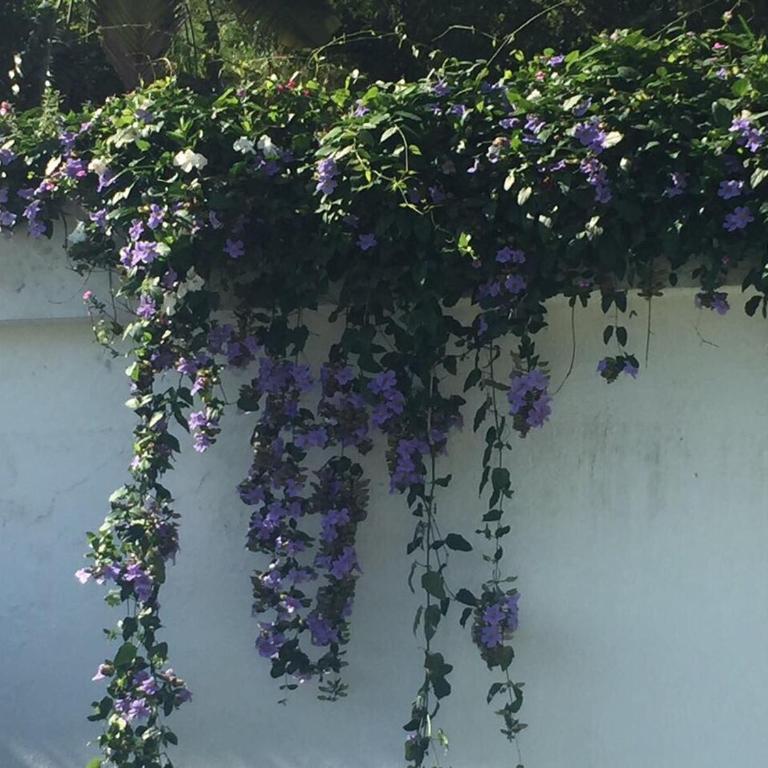 FINCA SAN JAVIER GREAT FARM WITH HORSES AND POOl - One-Bedroom Villa - 24