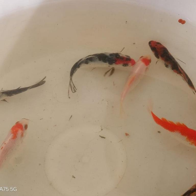 Casa Niwa koi Entre Peces - Casa de 4 dormitorios - 45