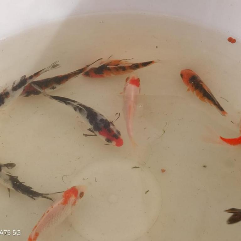 Casa Niwa koi Entre Peces - Casa de 4 dormitorios - 56