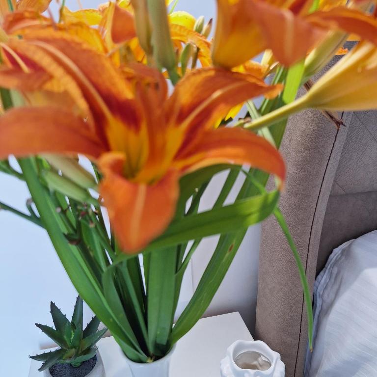 apartman stan Savina - Deluxe Apartment - 11