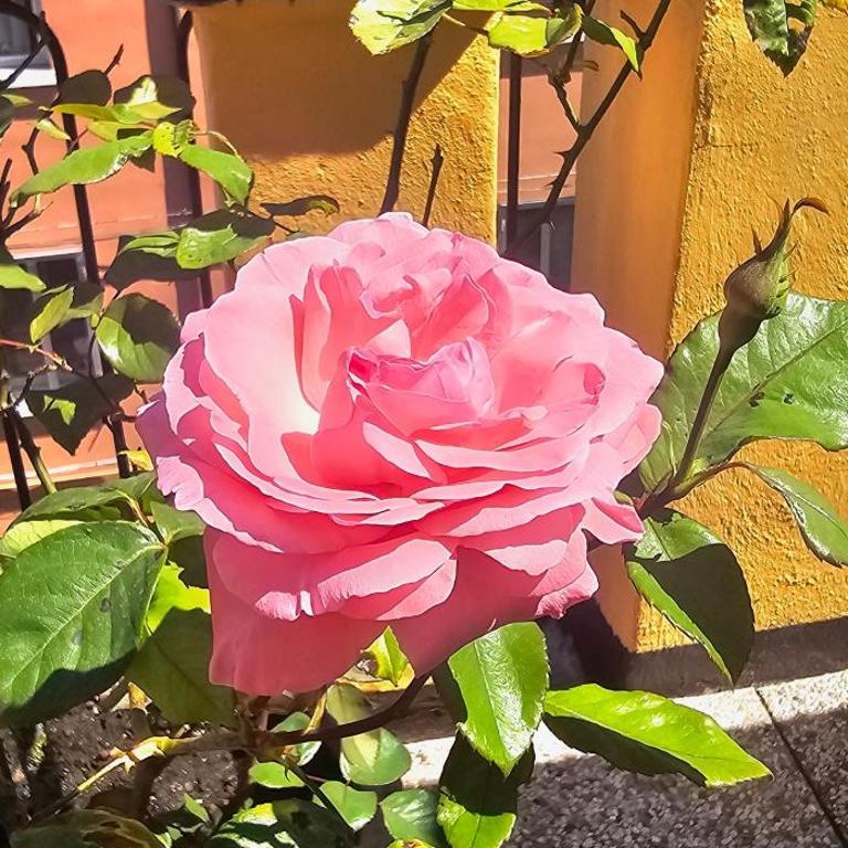 Ferrara1 - Appartamento con 1 Camera da Letto - 25