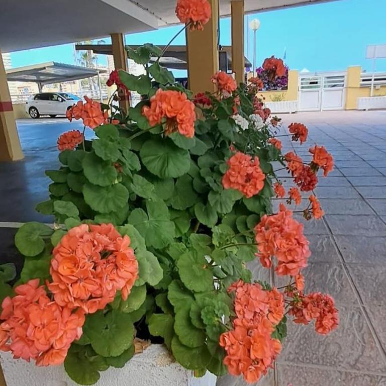 CARIBE Apartamento - Apartamento de 3 dormitorios con vistas al mar - 30