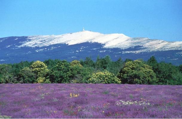 Ville au calme en Provence, piscine privée, spa jeux, proche Ventoux - Villa - 15