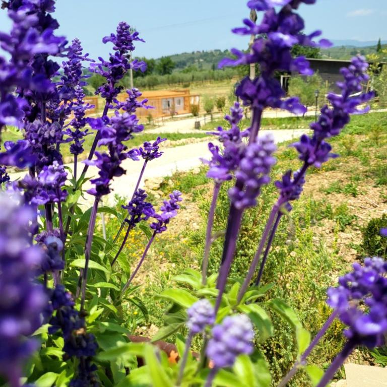 VioVillas Agriturismo Glamping Jacuzzi Arezzo - Bungalow comfort con 1 Camera da letto - 19