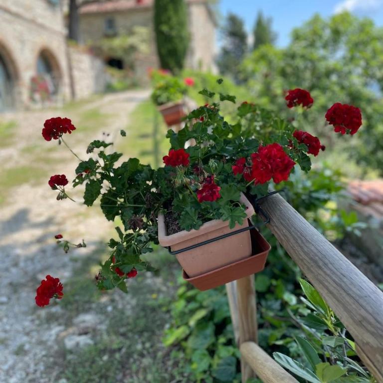 CASA DEGLI ULIVI - COTTAGE WITH SWIMMING POOL - Casa con 2 Camere da Letto - 5