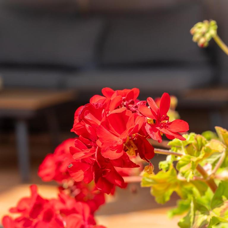 Charming Garden Apartment en "Jardins de Sa Boadella" - Apartamento de 2 dormitorios - 28