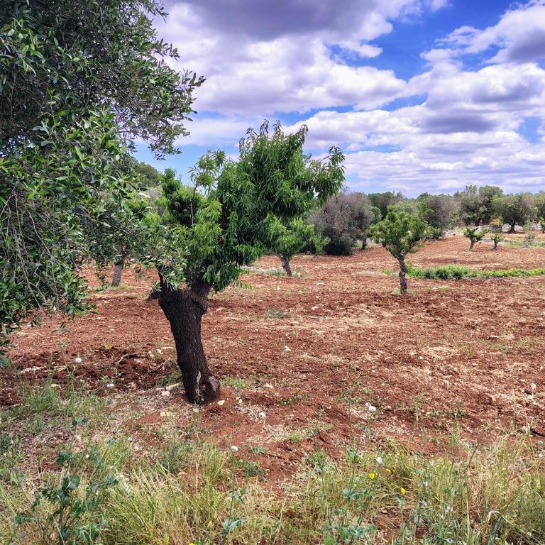 Le pietre di Puglia - Casa con 2 Camere da Letto - 8