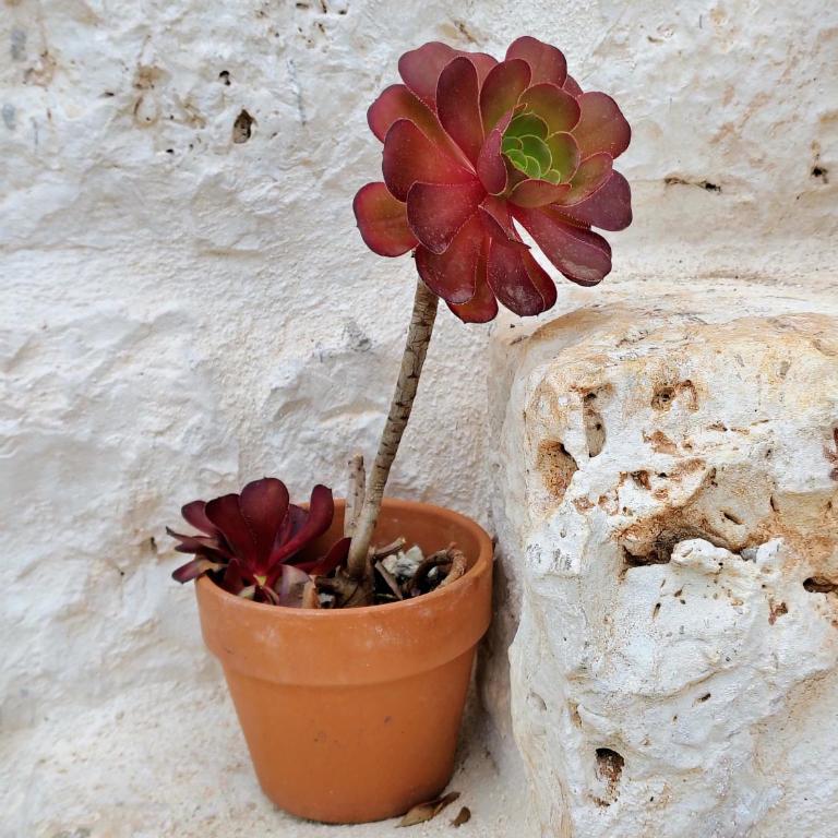 Le pietre di Puglia - Casa con 2 Camere da Letto - 10