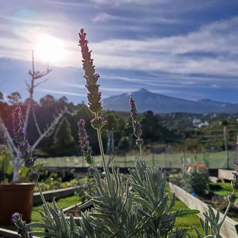 Loft Vista al Teide - Apartamento de 1 dormitorio - 36