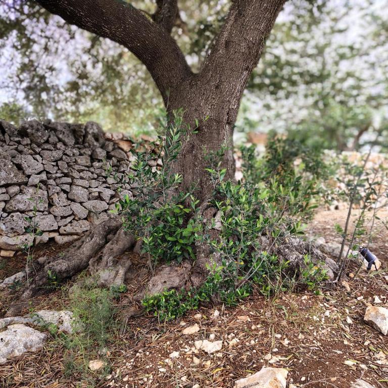 Le pietre di Puglia - Casa con 2 Camere da Letto - 48