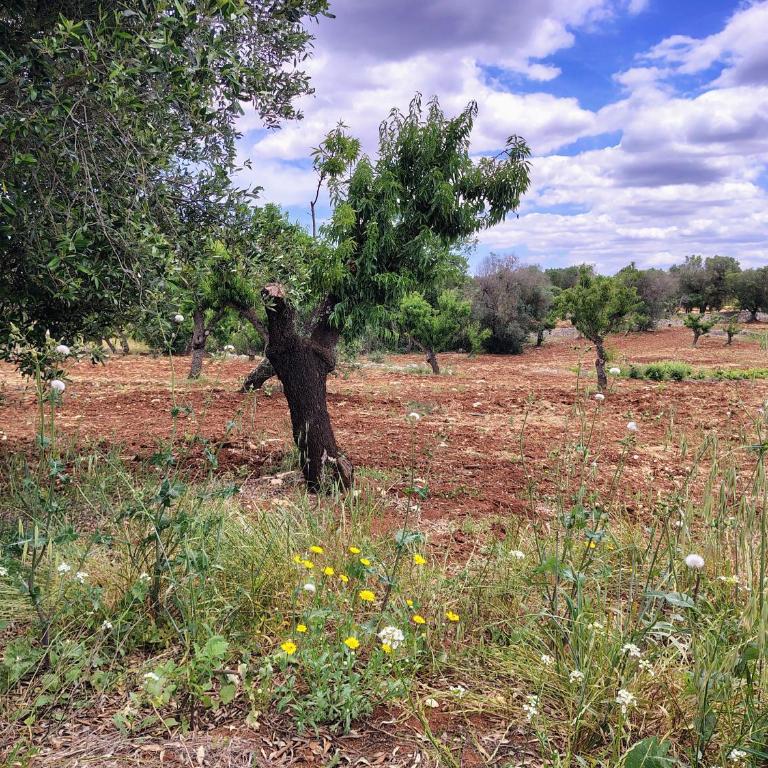 Le pietre di Puglia - Casa con 2 Camere da Letto - 51