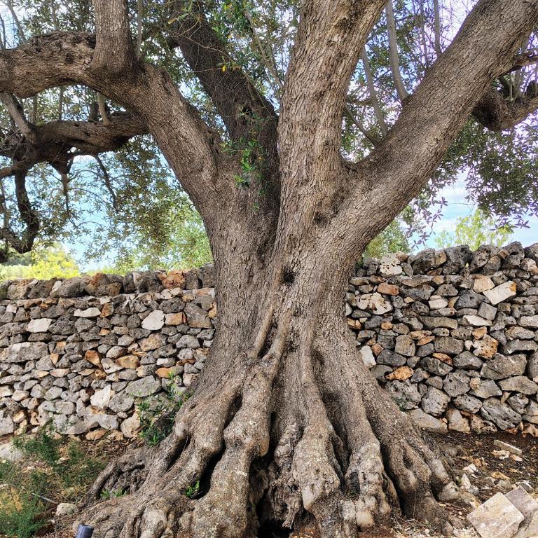 Le pietre di Puglia - Casa con 2 Camere da Letto - 53