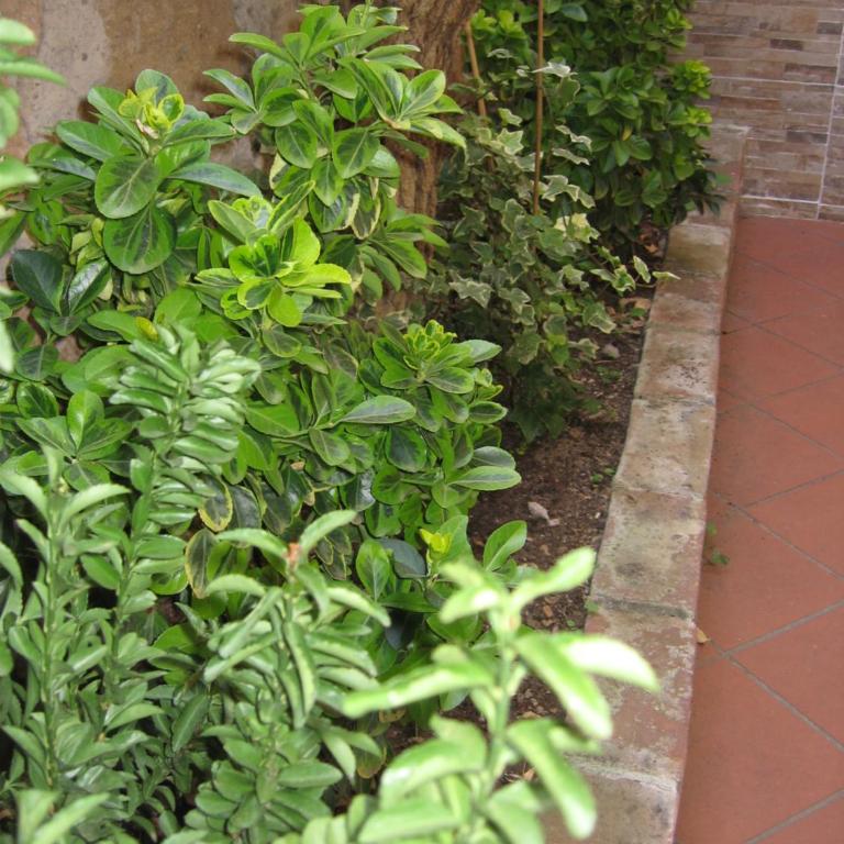 Gianicolense Holiday Suite-Apartment - Monolocale - 31
