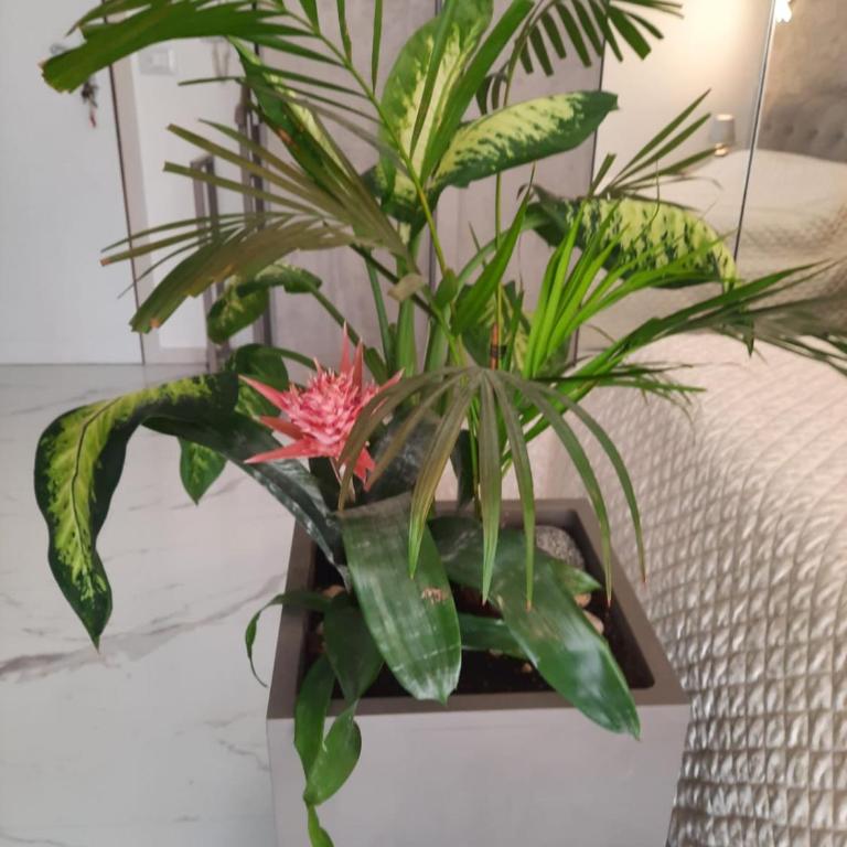 MiNi Paradise - One-Bedroom Apartment - 4