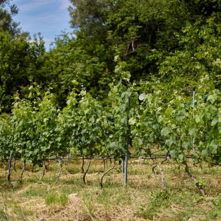 Villa Oaza with Outdoor Pool - Vila - 58