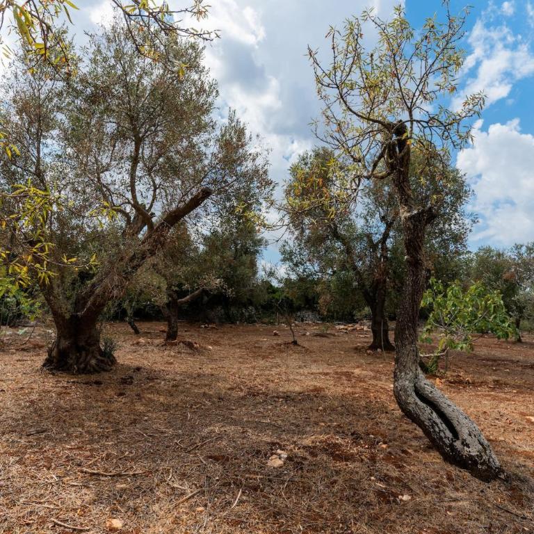 Lamia di Bibi - Le corti del silenzio - Villa con 2 Camere da Letto - 51