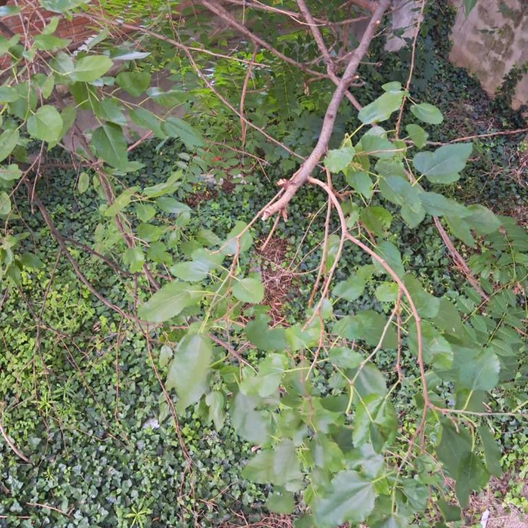 Quiet garden - One-Bedroom Apartment - 11