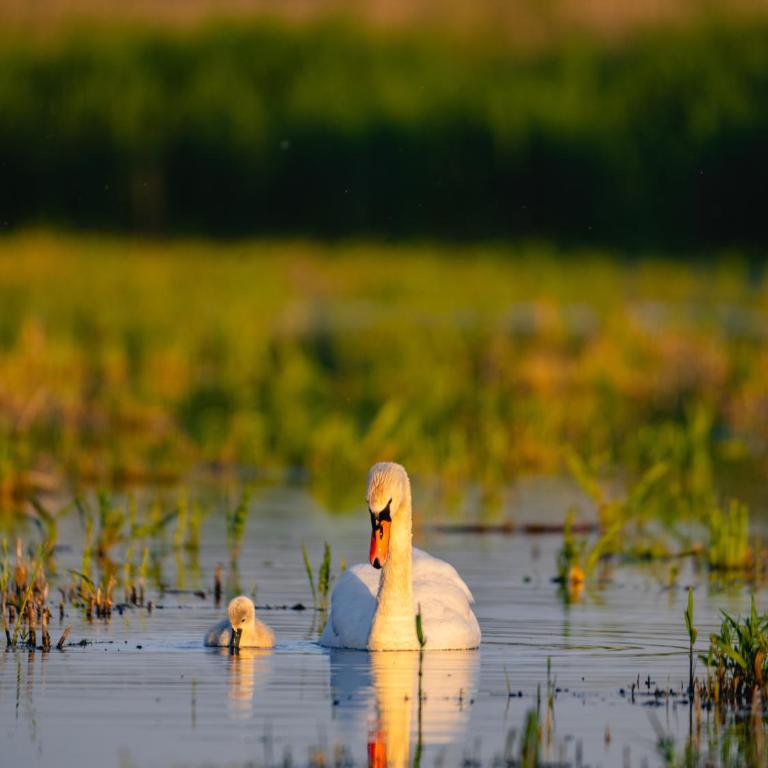 Altiora - Kuća sa 1 Spavaćom Sobom - 28