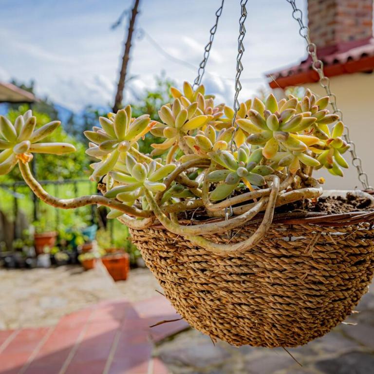 Finca Casa Del Pino - Three-Bedroom House - 29