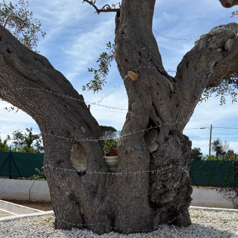 Dimora del Gufo - Villa con 3 Camere da Letto - 42