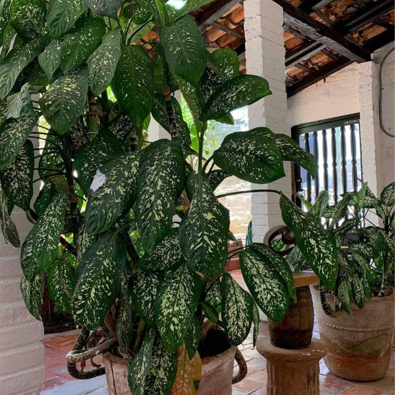 Rustic BR Downtown PV-Unique Vallarta Experience - Apartamento de 1 dormitorio - 14