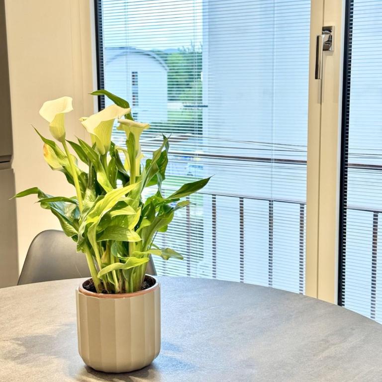Florence sunny suite - One-Bedroom Apartment - 30