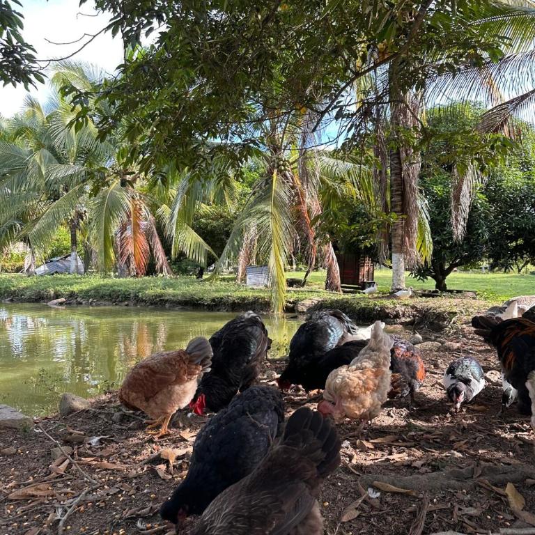 Finca Privada con Piscina Natural y ambiente ecologico cerca de Neiva - Casa de 3 dormitorios - 21