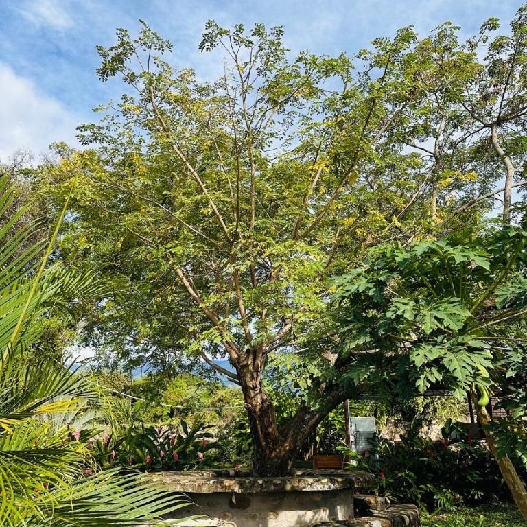 Finca Privada con Piscina Natural y ambiente ecologico cerca de Neiva - Casa de 3 dormitorios - 22