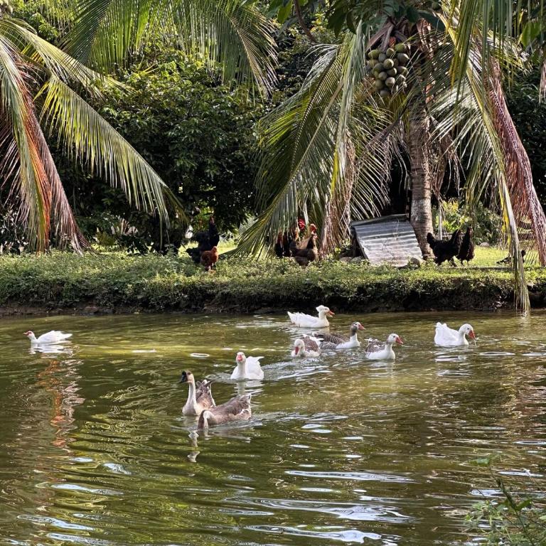 Finca Privada con Piscina Natural y ambiente ecologico cerca de Neiva - Casa de 3 dormitorios - 12