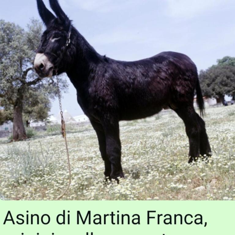 Appartamento Incantevole Finemente Arredato - Appartamento Familiare con 1 Camera da Letto - 42