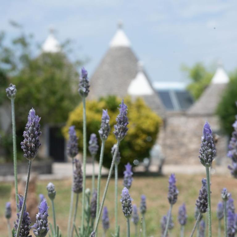Trullo Alba - Villa con Piscina Privata - 15