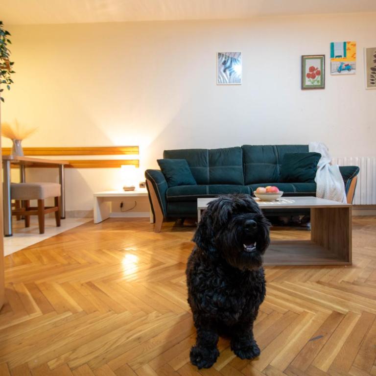 One bedroom apartment for Exit 2025 - Apartman sa 1 Spavaćom Sobom - 6