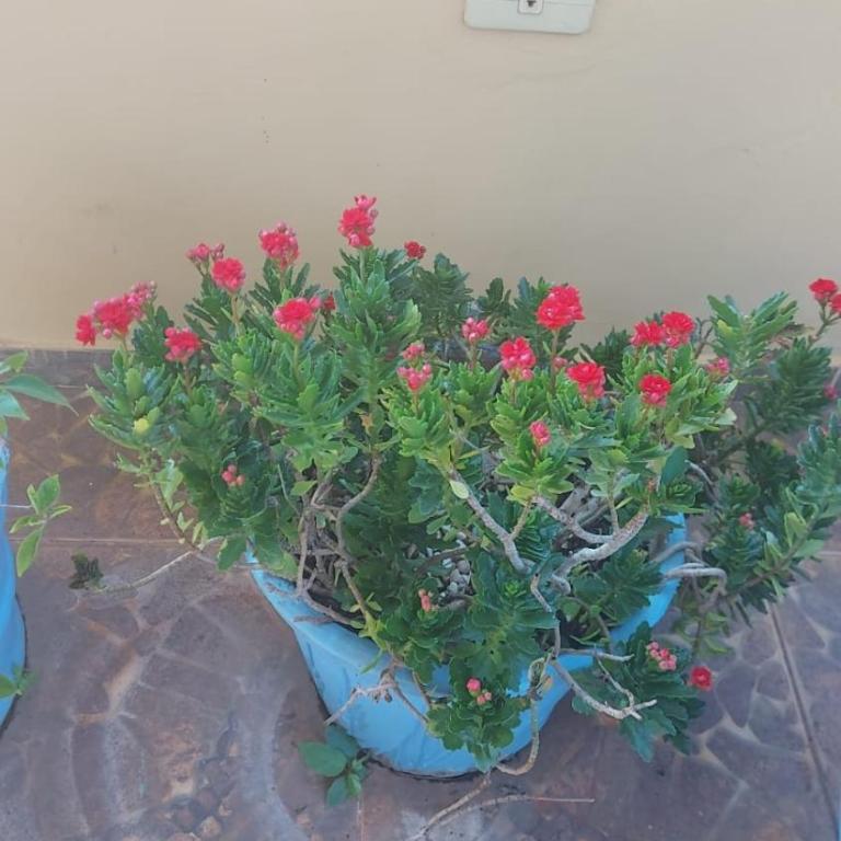 A 1 cuadra y media del Botánico, Asunción - One-Bedroom Apartment - 3