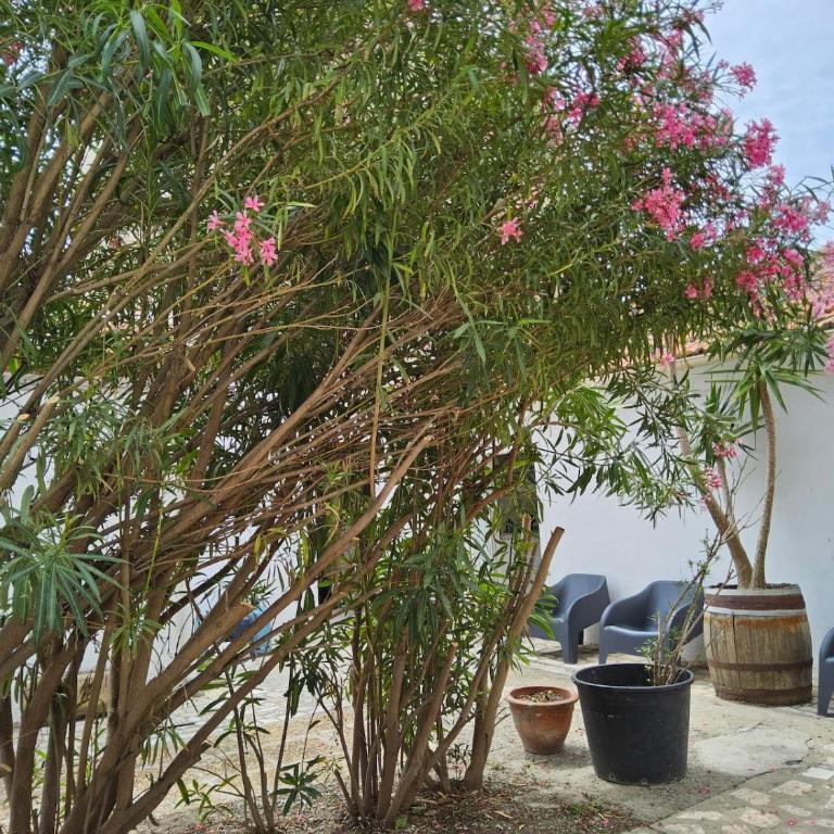 L'anguille du port clim jardin mer - Appartement 1 Chambre - 24