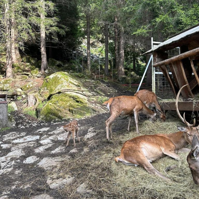 Dimaro Apartment - Your Mountain Experience - Appartamento con 1 Camera da Letto - 17