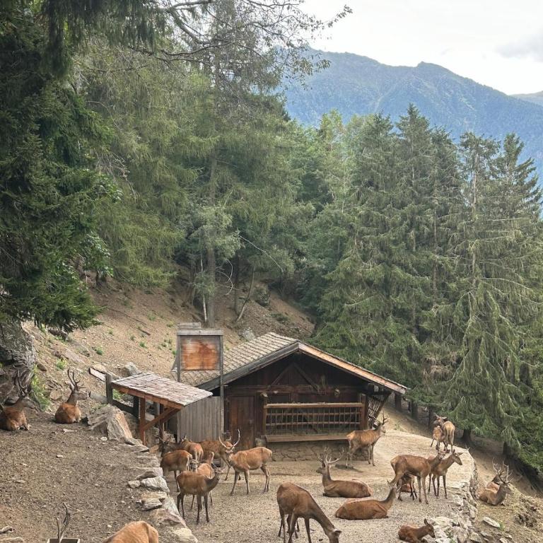 Dimaro Apartment - Your Mountain Experience - Appartamento con 1 Camera da Letto - 23