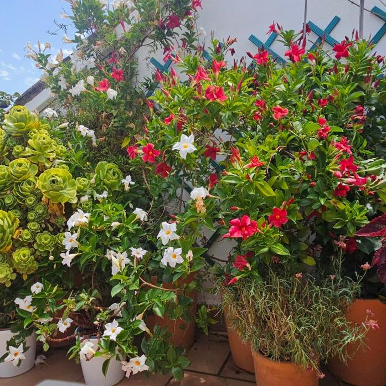 Apartamentos Los Descalzos Ángel With Private Terrace Free Parking - Apartamento de 1 dormitorio - 12