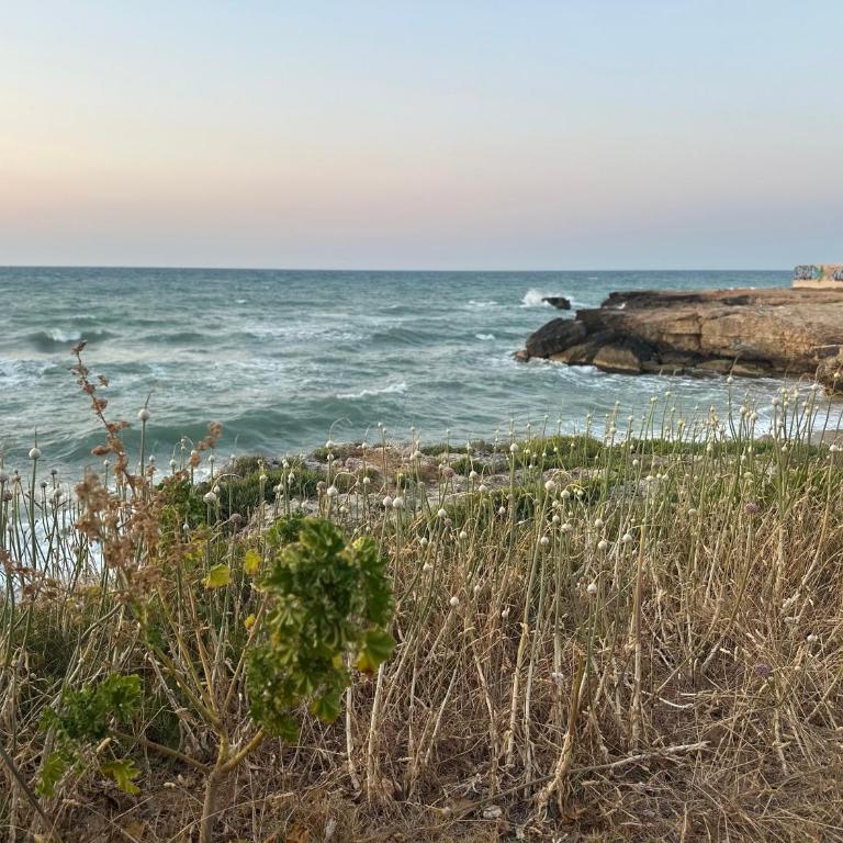 Villa Antonia sul mare con piscina Torre a mare (Bari) - Villa - 65